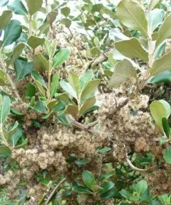 Future Forests Olearia Traversii