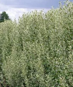 Future Forests Olearia Traversii