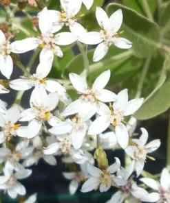 Future Forests Olearia Traversii