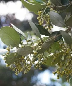 Future Forests Olearia Traversii