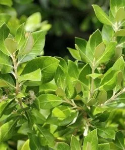 Future Forests Olearia Traversii