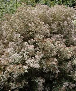 Future Forests Olearia X Oleifolia Waikariensis