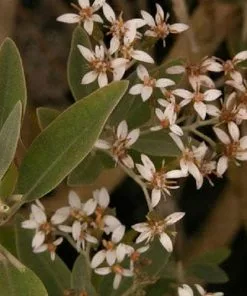Future Forests Olearia X Oleifolia Waikariensis
