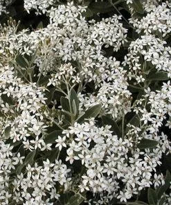 Future Forests Olearia X Oleifolia Waikariensis