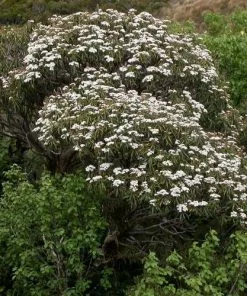 Future Forests Olearia Lacunosa Shrubs