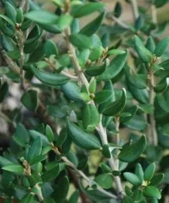 Future Forests Olearia X Haastii