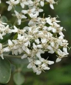 Future Forests Olearia X Haastii