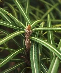 Future Forests Olearia Lacunosa Shrubs