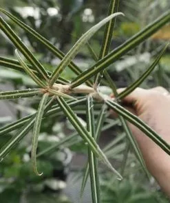 Future Forests Olearia Lacunosa Shrubs 7 Future Forests Olearia Lacunosa Shrubs