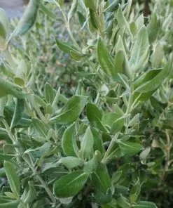 Future Forests Olearia Traversii