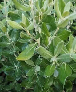 Future Forests Olearia Traversii