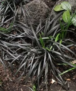 Future Forests Ophiopogon Planiscapus Nigrescens