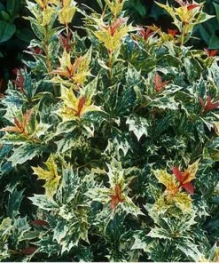 Future Forests Osmanthus Heterophyllus Goshiki Shrubs