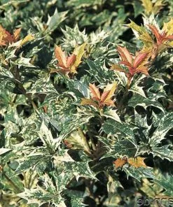 Future Forests Osmanthus Heterophyllus Goshiki Shrubs