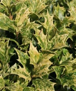 Future Forests Osmanthus Heterophyllus Goshiki Shrubs