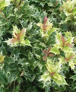 Future Forests Osmanthus Heterophyllus Goshiki Shrubs
