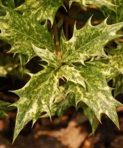 Future Forests Osmanthus Heterophyllus Goshiki Shrubs