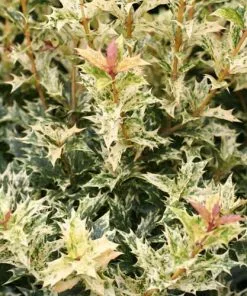 Future Forests Osmanthus Heterophyllus Goshiki Shrubs