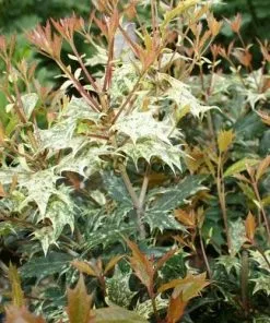 Future Forests Shrubs Osmanthus Heterophyllus Tricolor