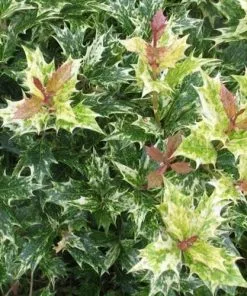 Future Forests Shrubs Osmanthus Heterophyllus Tricolor