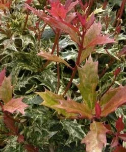 Future Forests Shrubs Osmanthus Heterophyllus Tricolor 10 Future Forests Shrubs Osmanthus Heterophyllus Tricolor