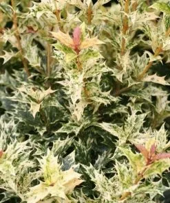 Future Forests Shrubs Osmanthus Heterophyllus Tricolor 11 Future Forests Shrubs Osmanthus Heterophyllus Tricolor