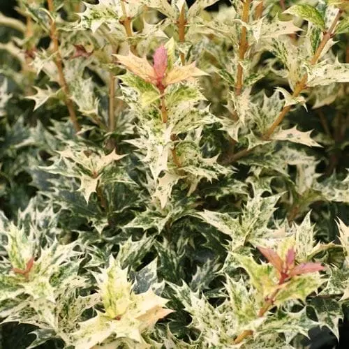 Future Forests Shrubs Osmanthus Heterophyllus Tricolor 6 Future Forests Shrubs Osmanthus Heterophyllus Tricolor