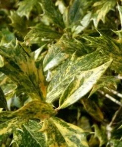 Future Forests Shrubs Osmanthus Heterophyllus Tricolor 12 Future Forests Shrubs Osmanthus Heterophyllus Tricolor