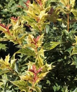 Future Forests Shrubs Osmanthus Heterophyllus Tricolor 13 Future Forests Shrubs Osmanthus Heterophyllus Tricolor