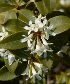 Future Forests Osmanthus Burkwoodii