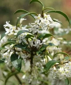 Future Forests Osmanthus Burkwoodii