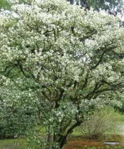 Future Forests Osmanthus Burkwoodii