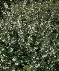 Future Forests Osmanthus Burkwoodii