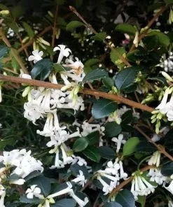 Future Forests Osmanthus Delavayi