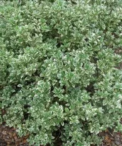 Future Forests Shrubs Osmanthus Heterophyllus Variegatus