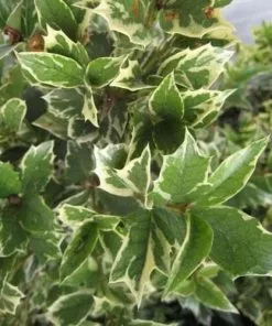 Future Forests Shrubs Osmanthus Heterophyllus Variegatus