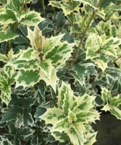 Future Forests Shrubs Osmanthus Heterophyllus Variegatus