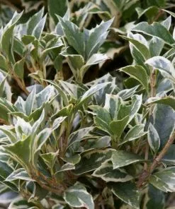 Future Forests Shrubs Osmanthus Heterophyllus Variegatus