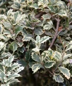 Future Forests Shrubs Osmanthus Heterophyllus Variegatus