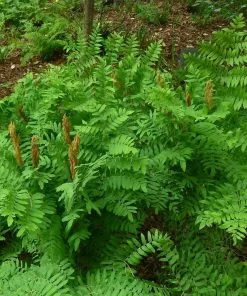 Future Forests Osmunda Regalis More