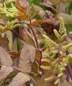 Future Forests Osmunda Regalis Purpurascens