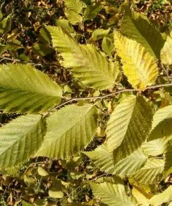 Future Forests Trees Ostrya Carpinifolia - Hop Hornbeam