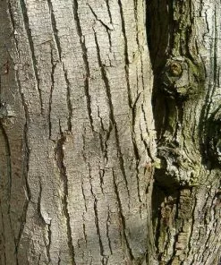 Future Forests Trees Ostrya Carpinifolia - Hop Hornbeam