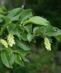Future Forests Trees Ostrya Carpinifolia - Hop Hornbeam
