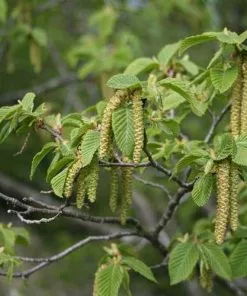 Future Forests Trees Ostrya Carpinifolia - Hop Hornbeam
