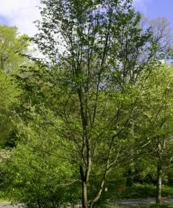 Future Forests Trees Ostrya Carpinifolia - Hop Hornbeam
