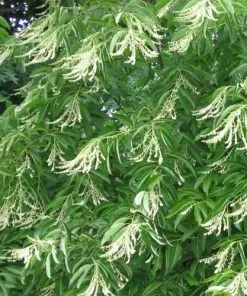 Future Forests Oxydendrum Arboreum