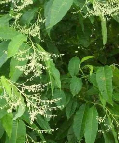 Future Forests Oxydendrum Arboreum