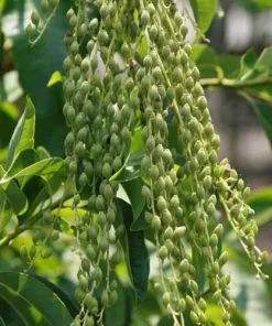 Future Forests Oxydendrum Arboreum