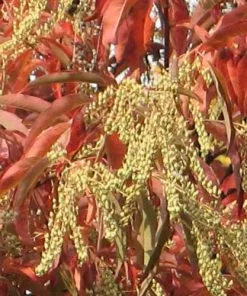 Future Forests Oxydendrum Arboreum